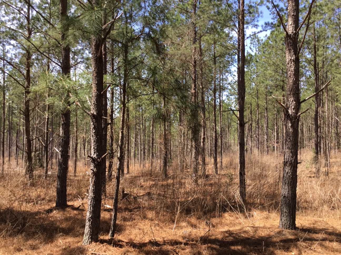 Advance Land and Timber Land for sale property_imgs/img_42.jpg