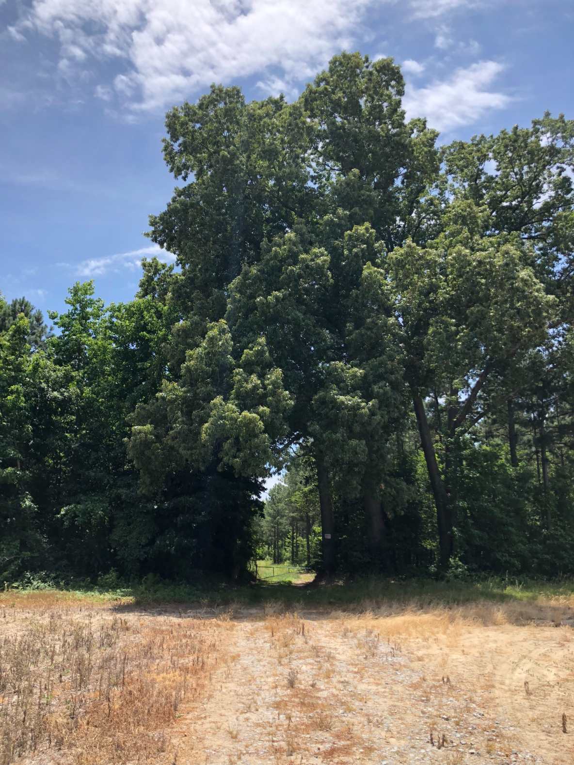 Advance Land and Timber Land for sale property_imgs/img_4282.jpg