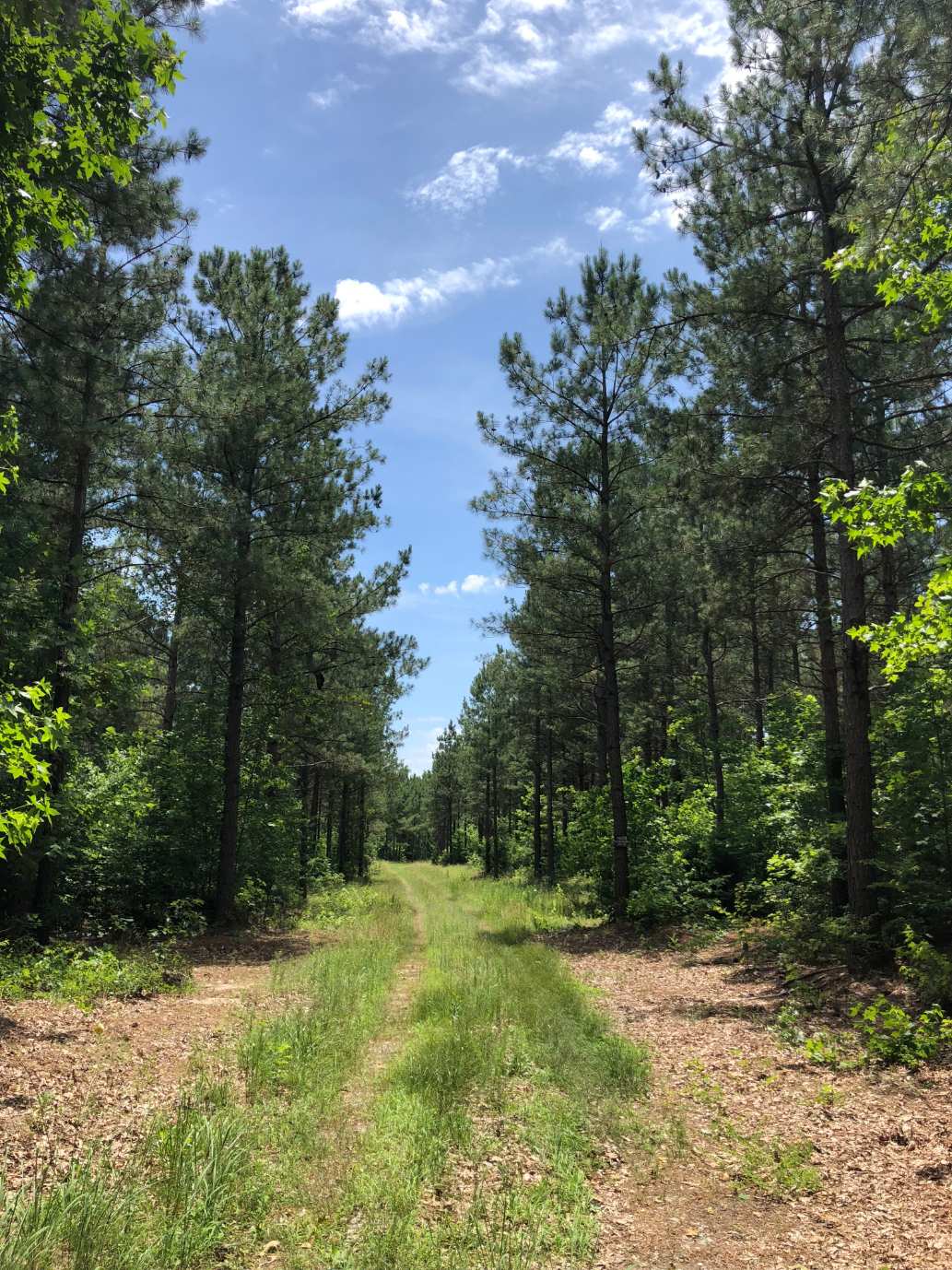 Advance Land and Timber Land for sale property_imgs/img_4284.jpg