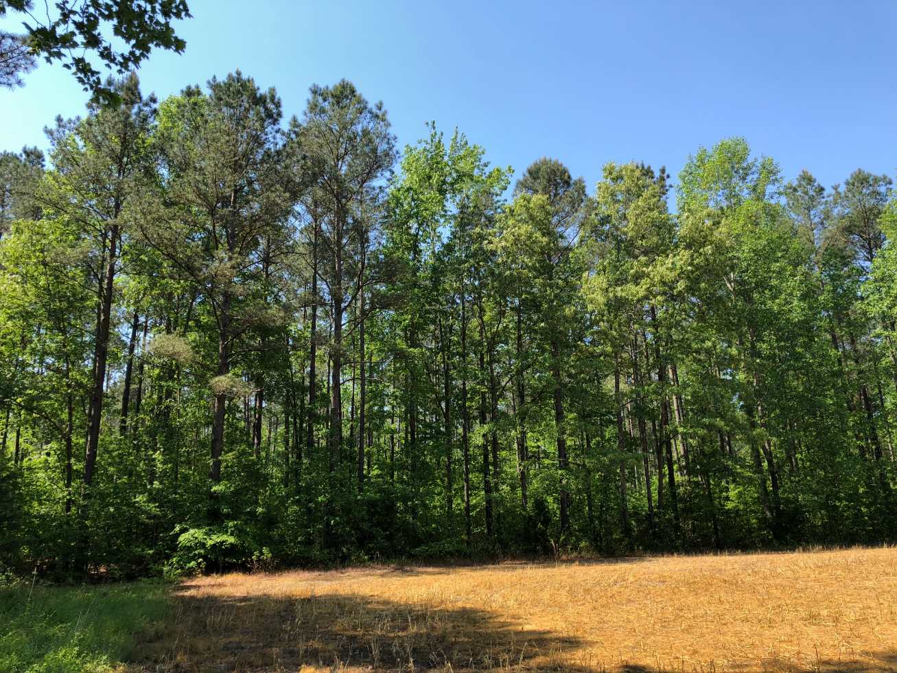 Advance Land and Timber Land for sale property_imgs/img_443.jpg