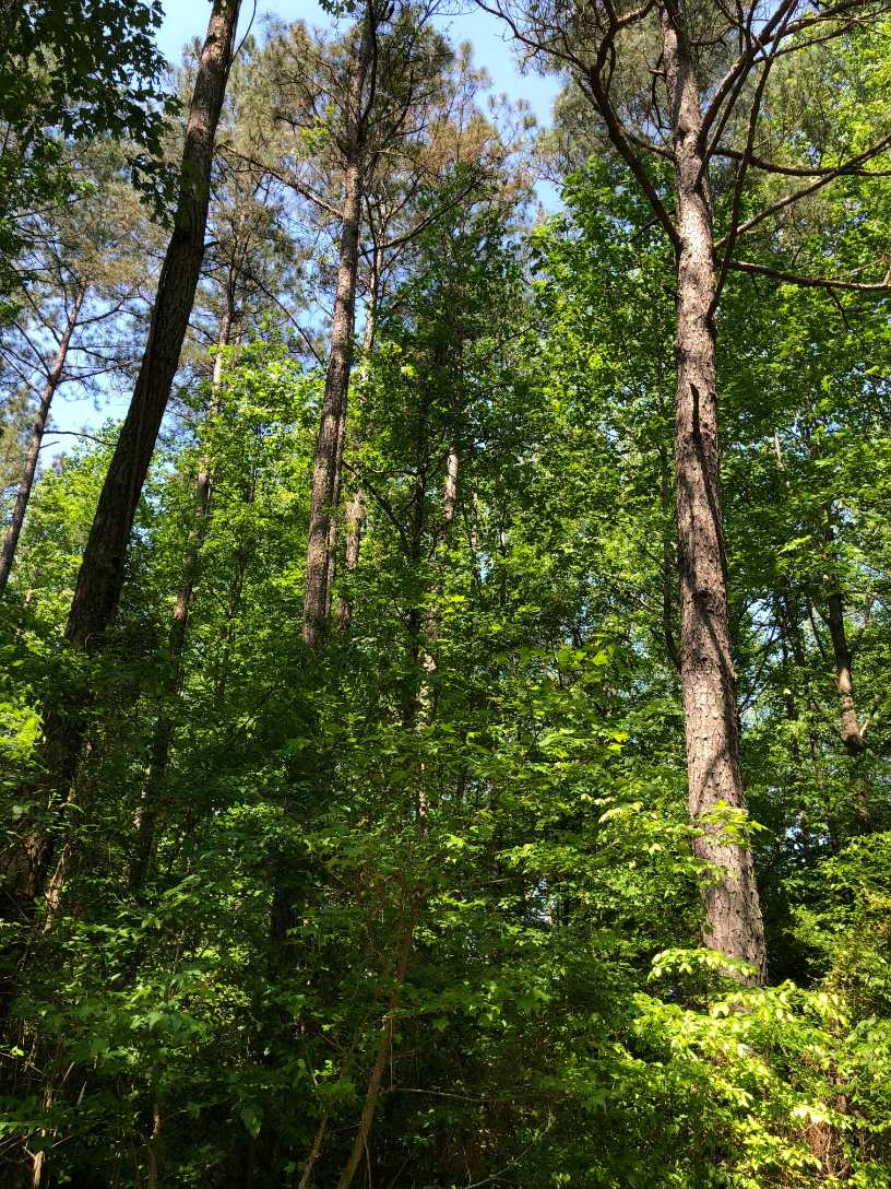 Advance Land and Timber Land for sale property_imgs/img_448~0.jpg