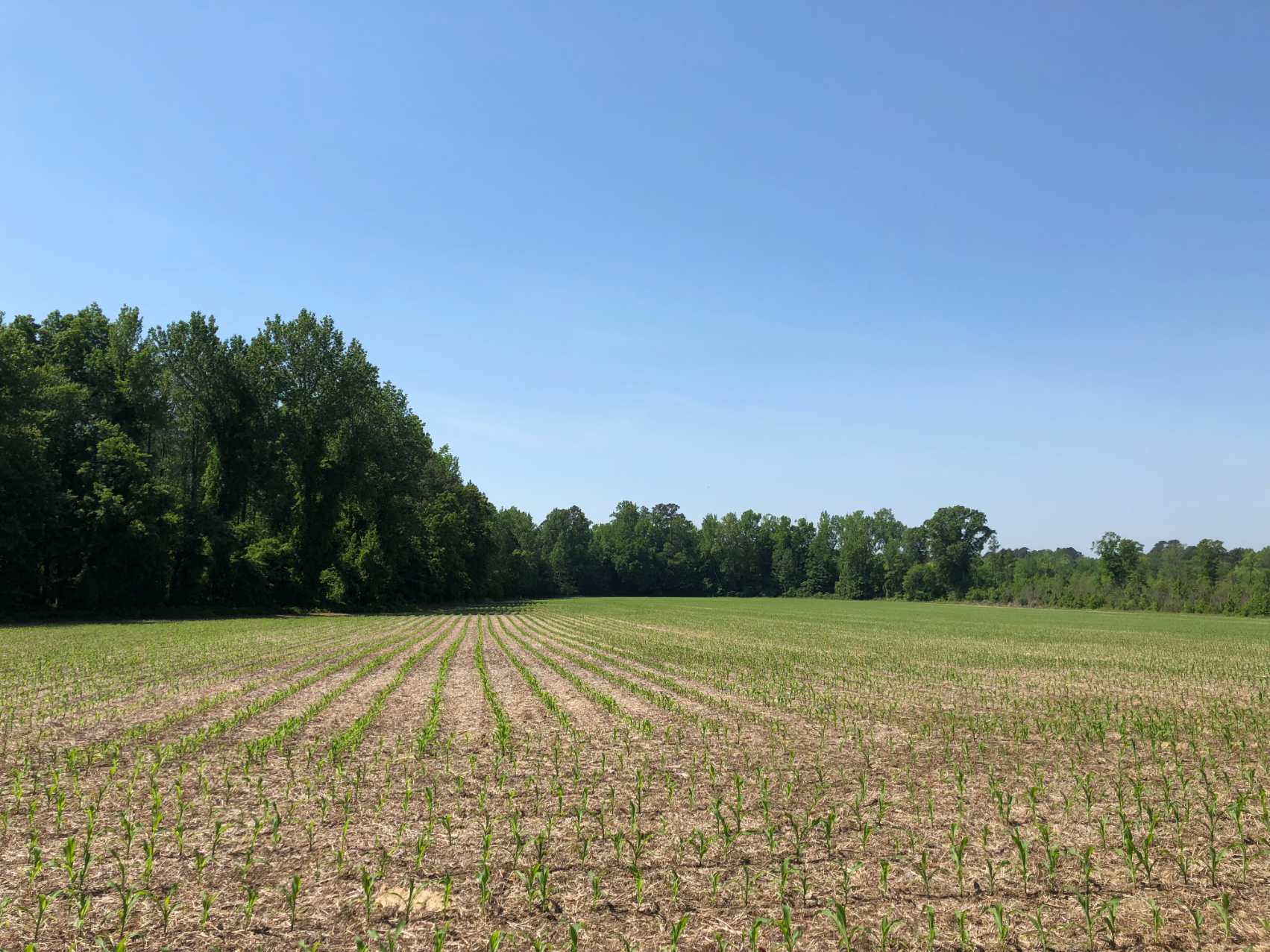 Advance Land and Timber Land for sale property_imgs/img_451.jpg