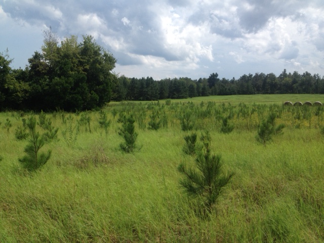 Aiken County South Carolina Land for Sale