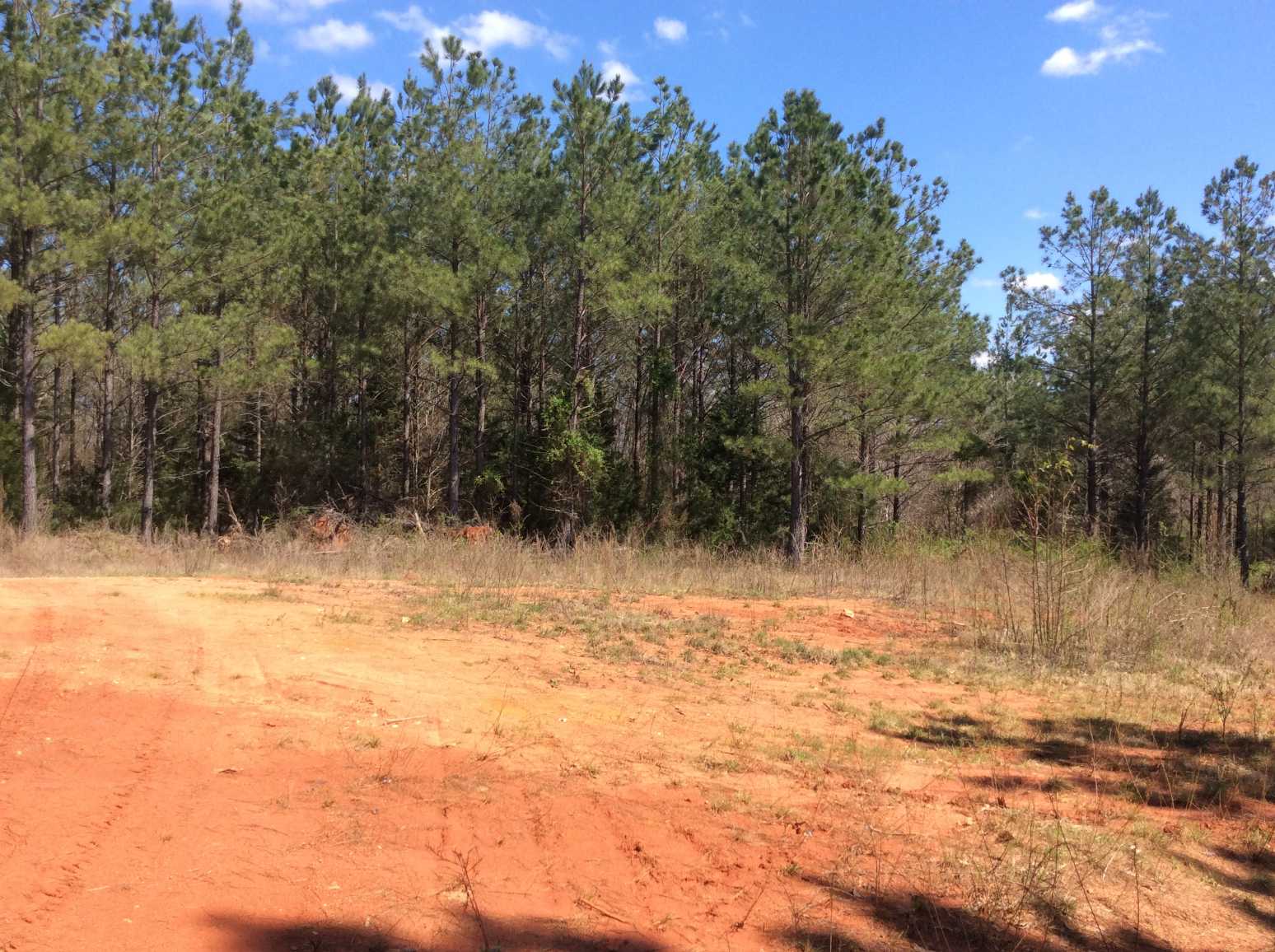Advance Land and Timber Land for sale property_imgs/img_659.jpg