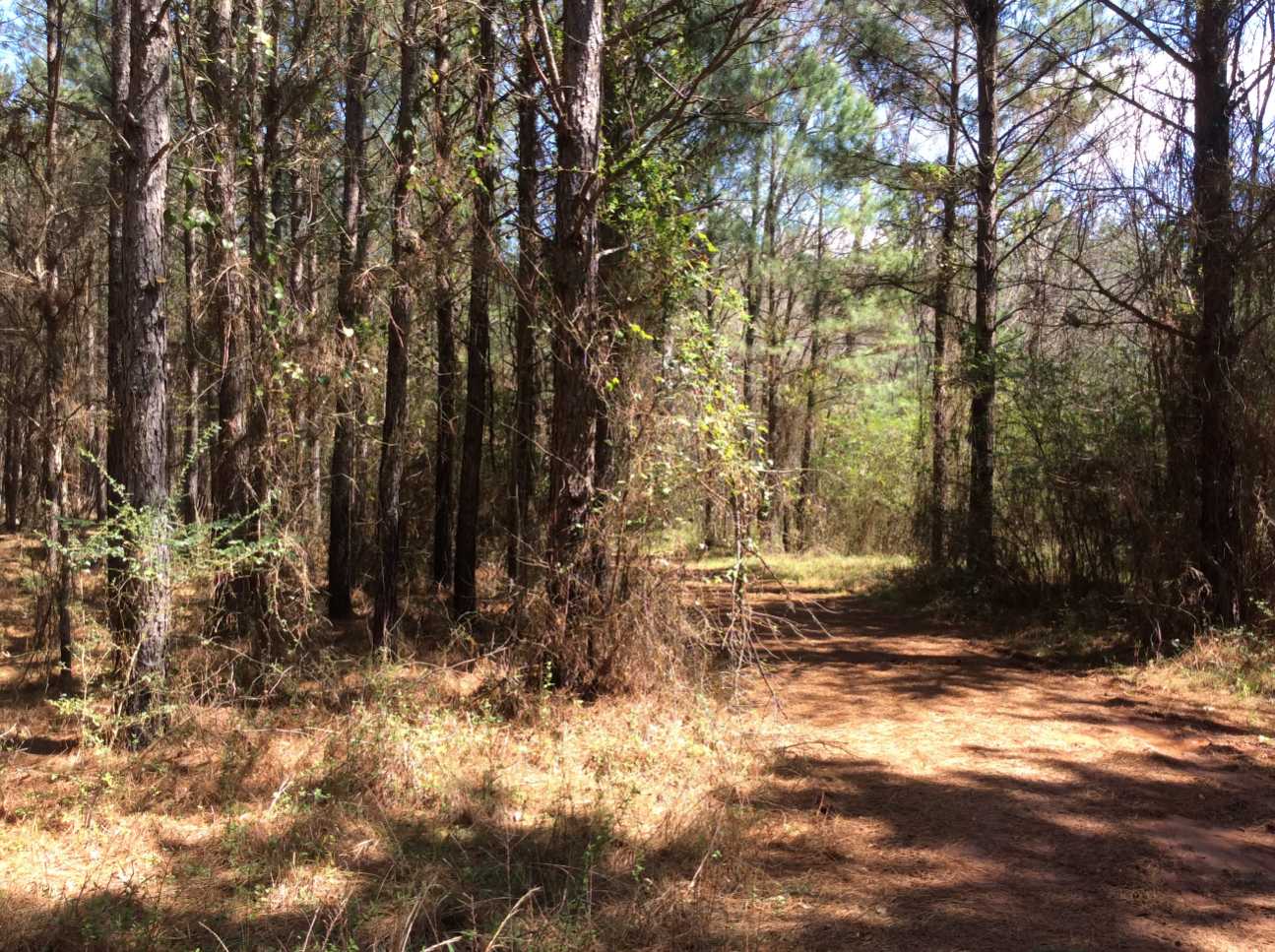 Advance Land and Timber Land for sale property_imgs/img_661.jpg