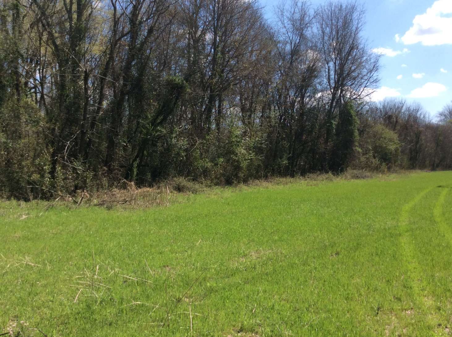 Advance Land and Timber Land for sale property_imgs/img_677.jpg