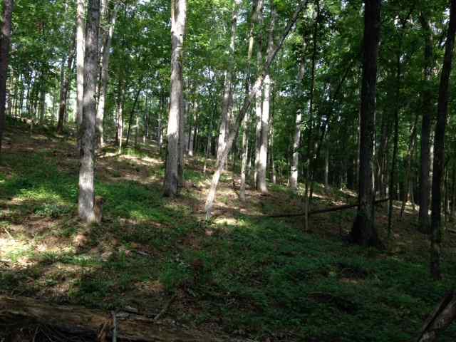 Advance Land and Timber Land for sale property_imgs/img_747.jpg