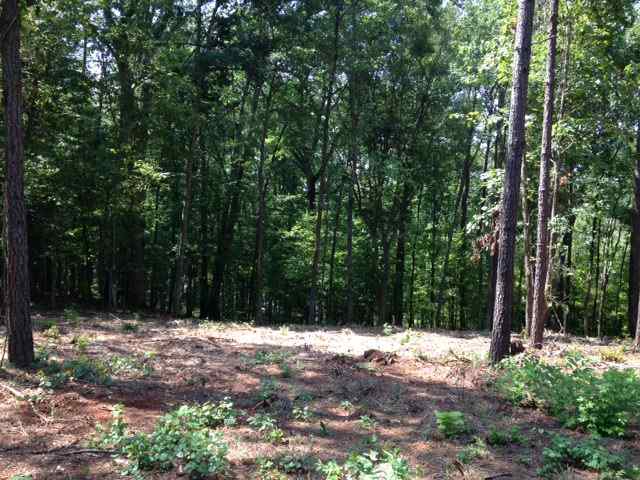 Advance Land and Timber Land for sale property_imgs/img_75.jpg