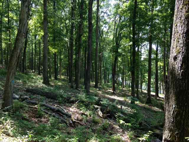 Advance Land and Timber Land for sale property_imgs/img_752.jpg