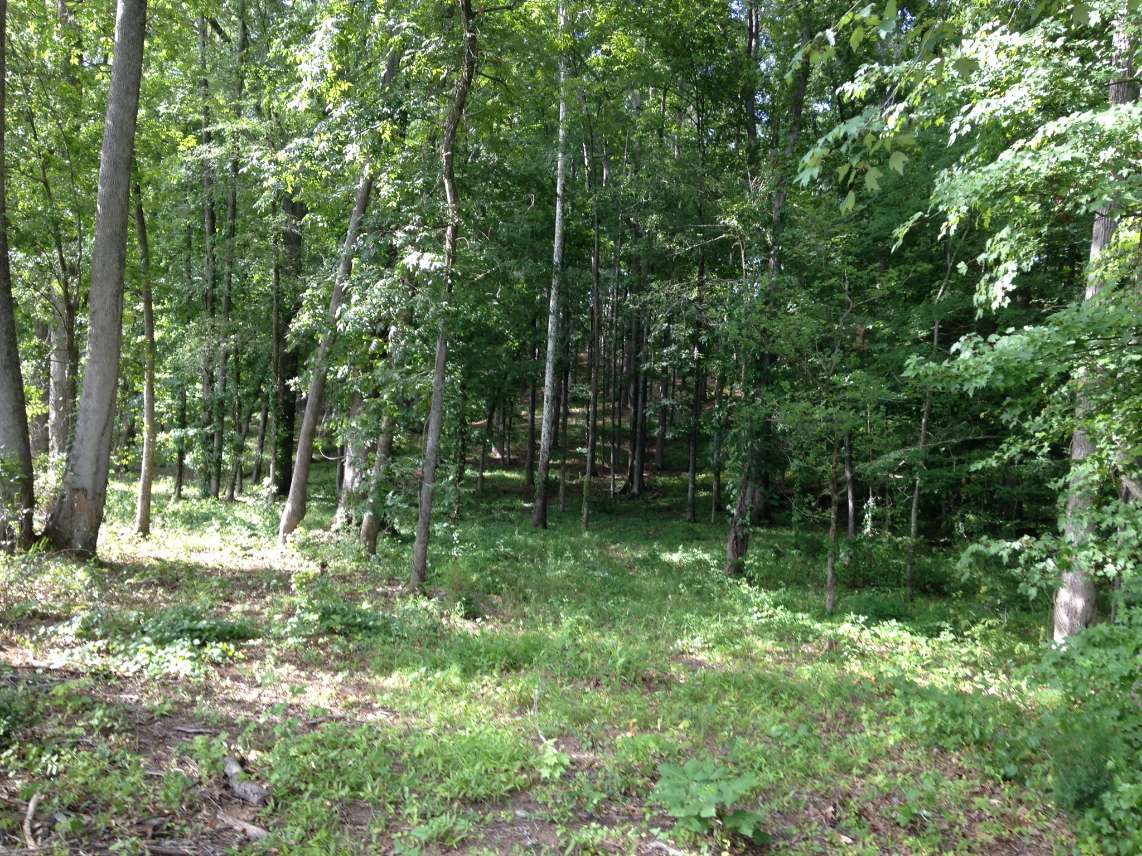Advance Land and Timber Land for sale property_imgs/img_759~0.jpg
