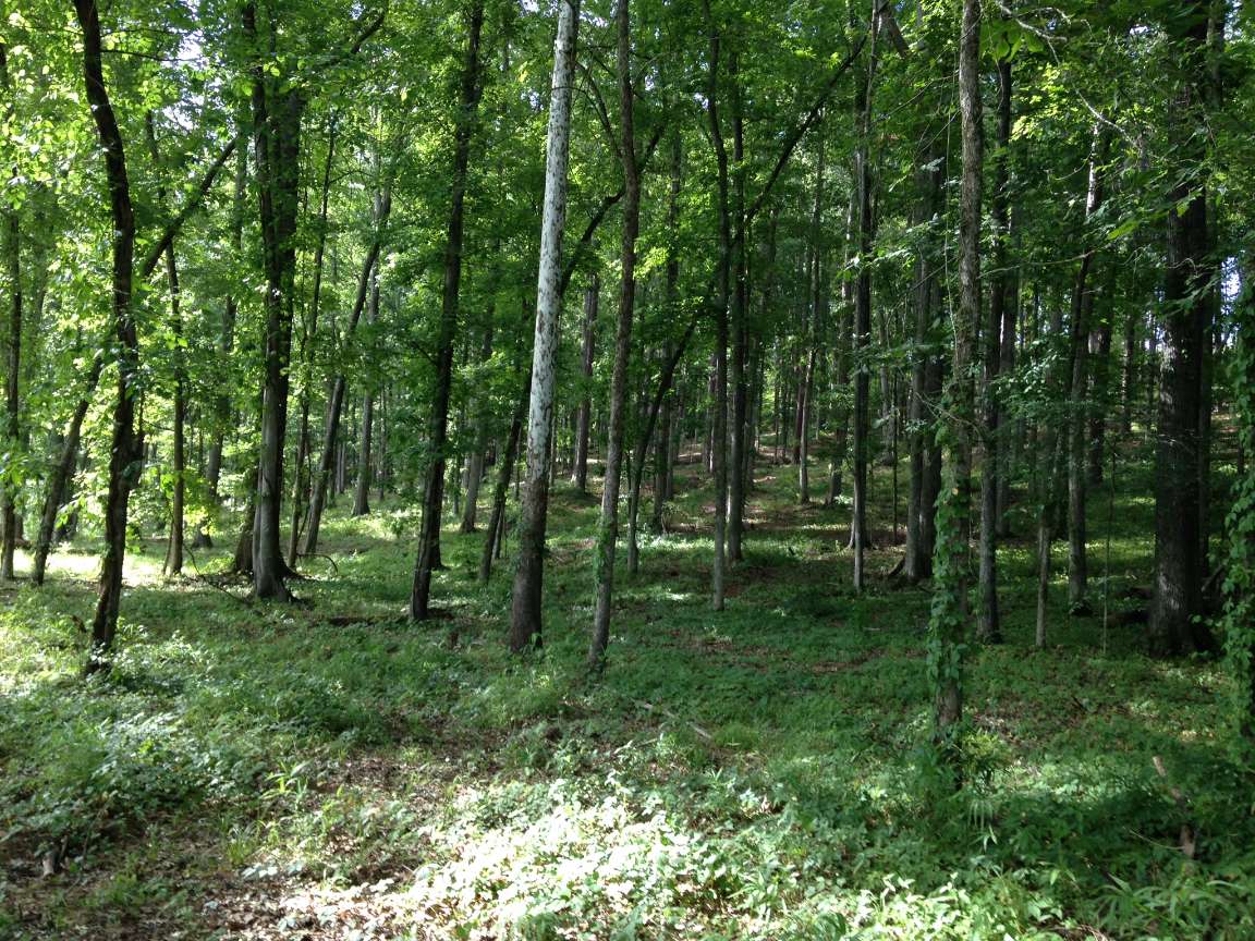Advance Land and Timber Land for sale property_imgs/img_76.jpg