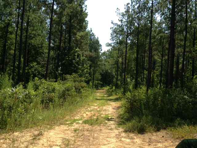 Advance Land and Timber Land for sale property_imgs/img_76~1.jpg
