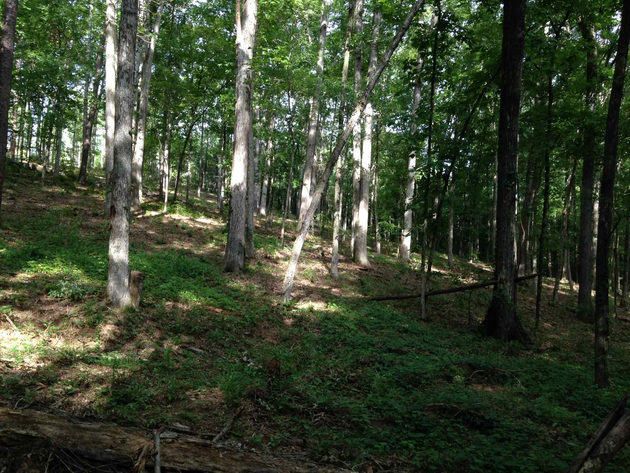 Advance Land and Timber Land for sale property_imgs/img_781~0.jpg