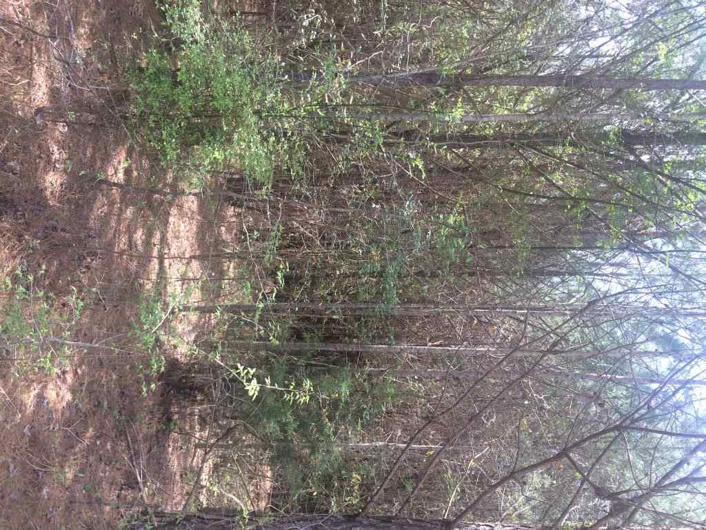 Advance Land and Timber Land for sale property_imgs/img_925~0.jpg