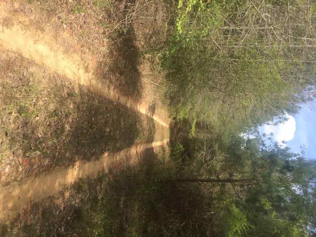 Advance Land and Timber Land for sale property_imgs/img_926~0.jpg