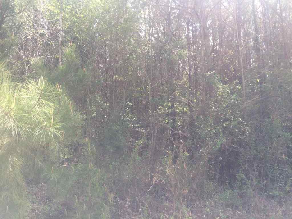 Advance Land and Timber Land for sale property_imgs/img_937.jpg