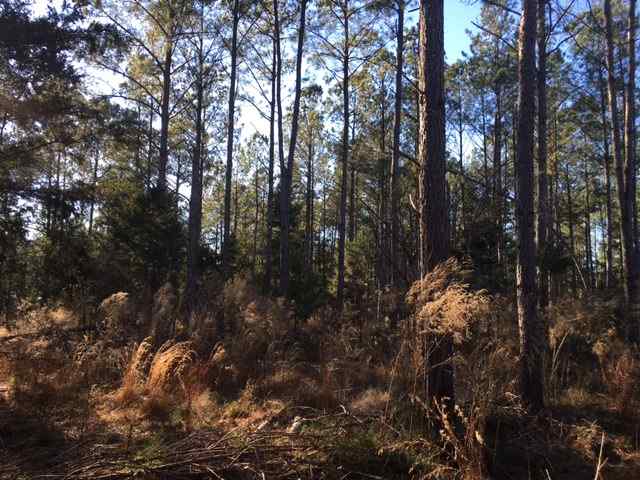 Advance Land and Timber Land for sale property_imgs/img_977~0.jpg