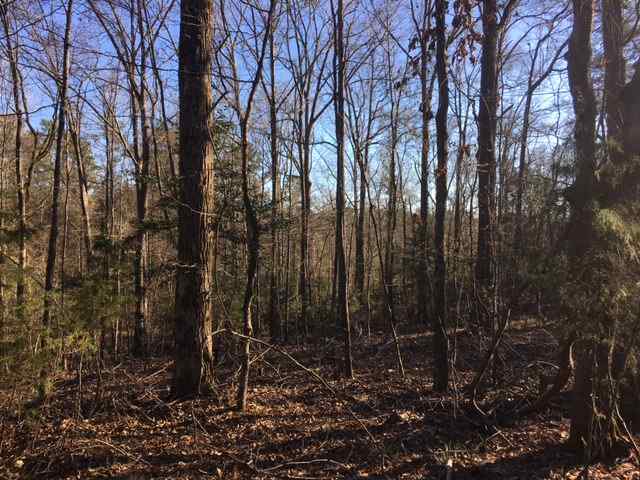 Advance Land and Timber Land for sale property_imgs/img_979.jpg