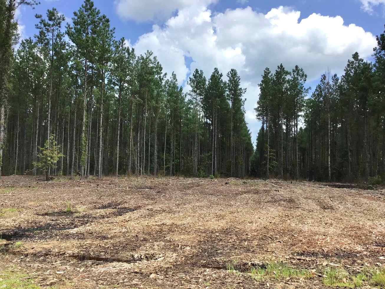 Advance Land and Timber Land for sale property_imgs/img_e1629.jpg