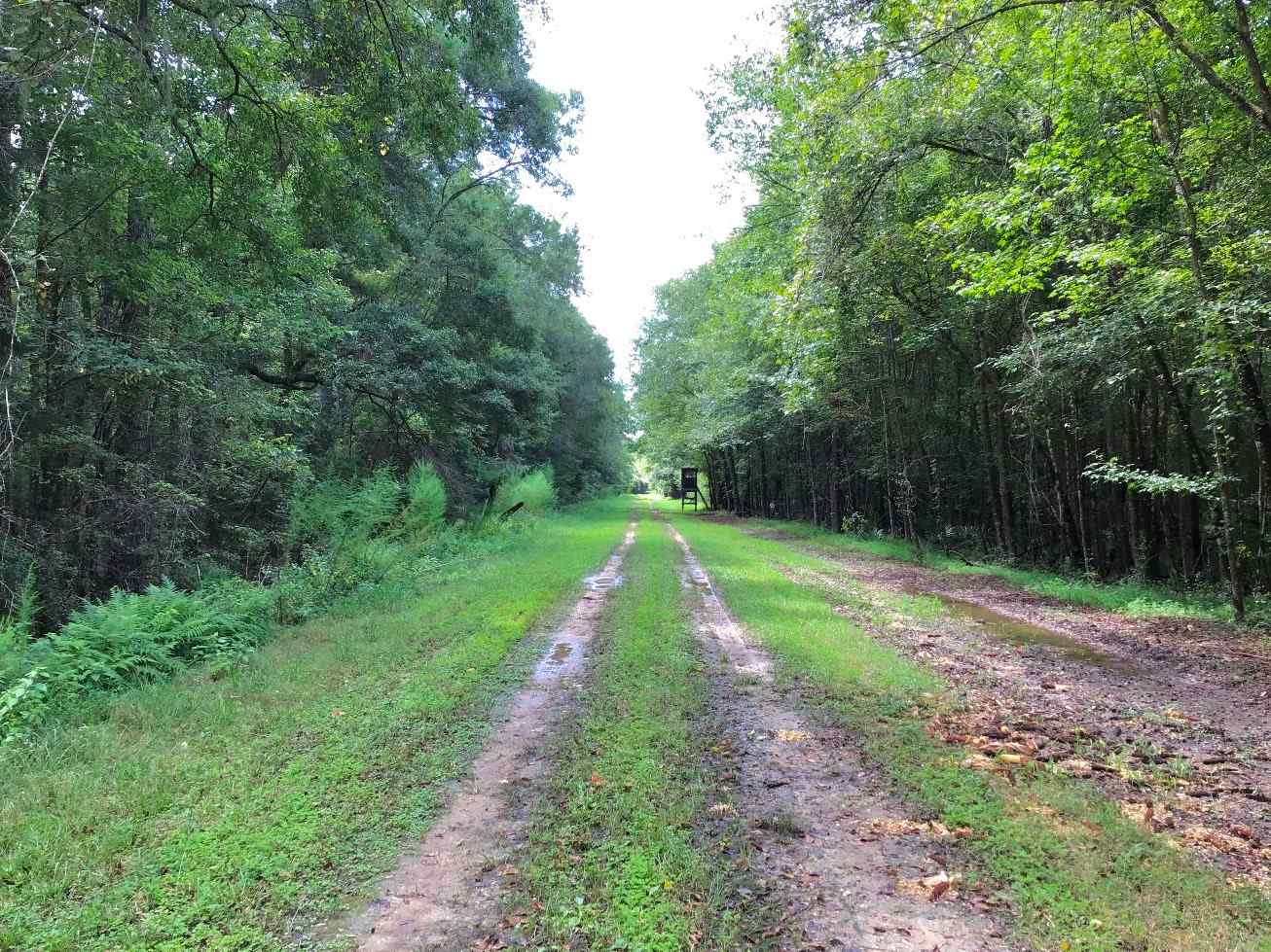 Advance Land and Timber Land for sale property_imgs/img_e1632.jpg
