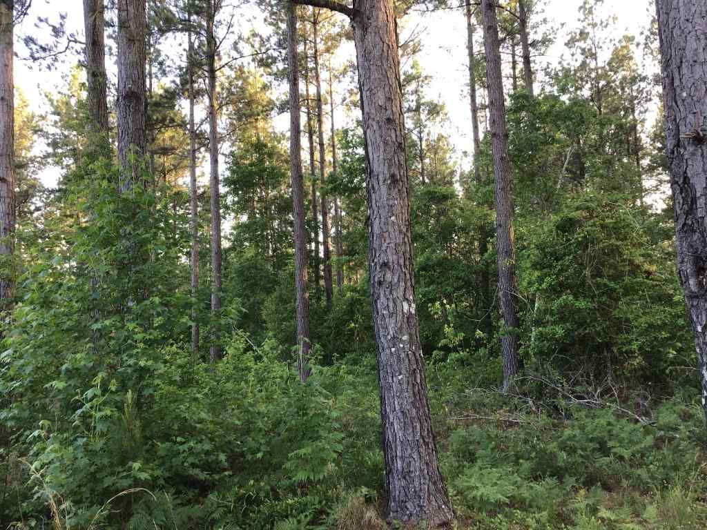 Horry County South Carolina Land for Sale