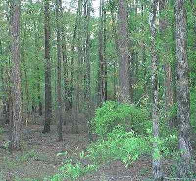 Advance Land and Timber Land for sale property_imgs/morris_6_1.jpg
