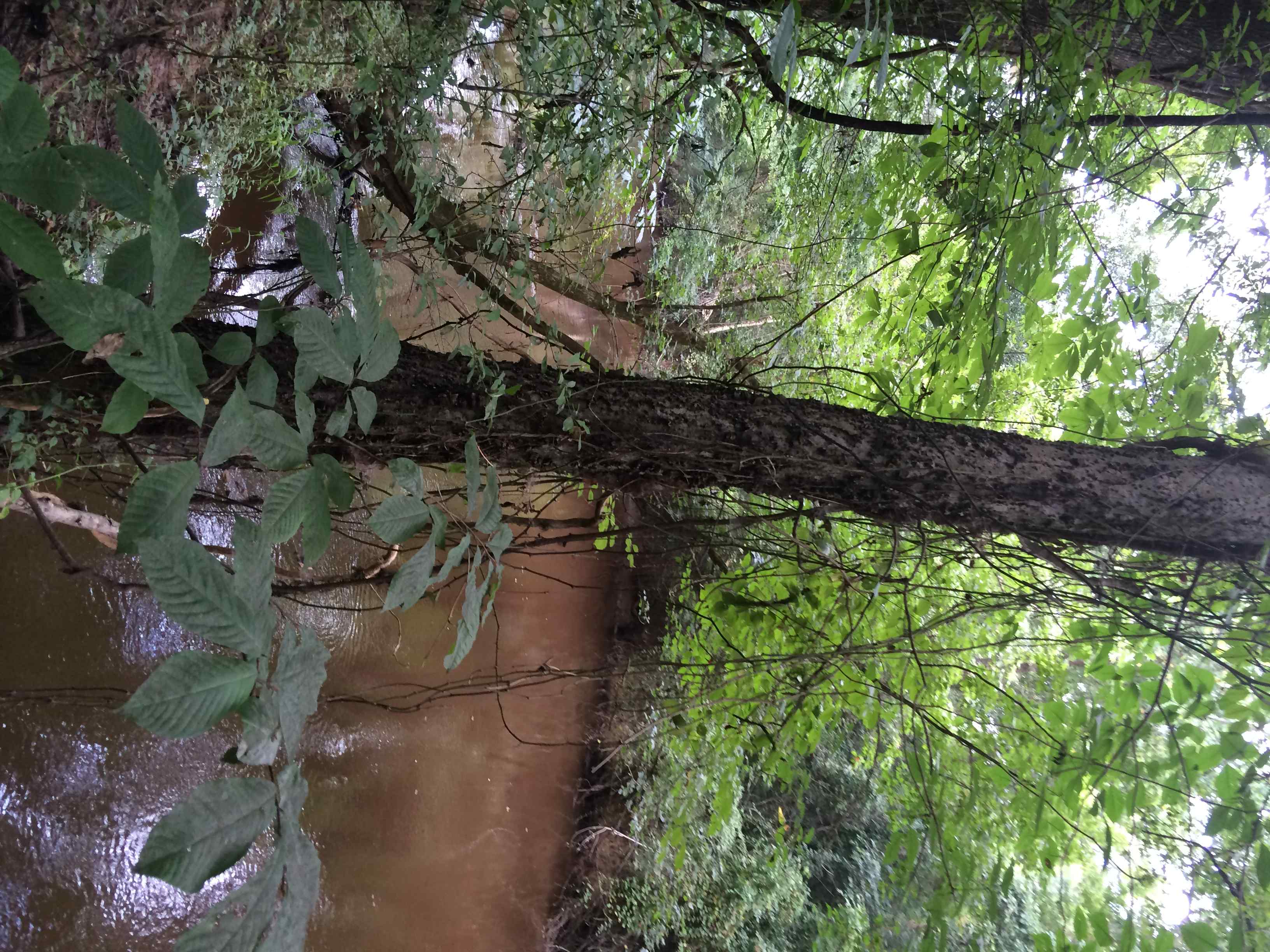 Advance Land and Timber Land for sale property_imgs/photo22.jpg