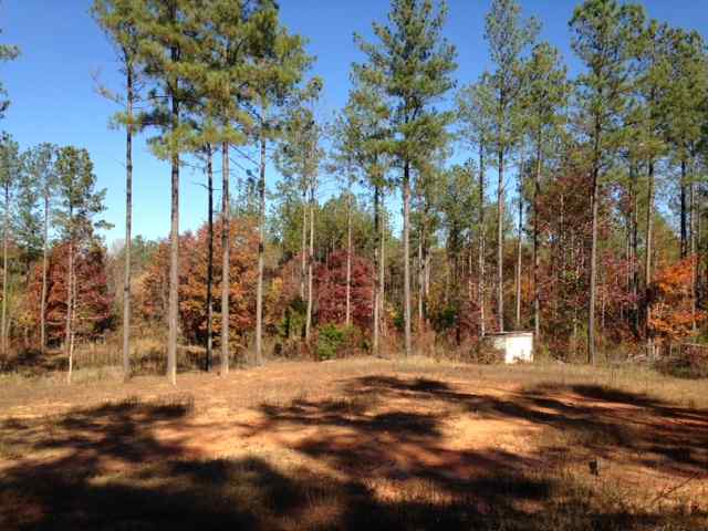 Advance Land and Timber Land for sale property_imgs/photo24.jpg