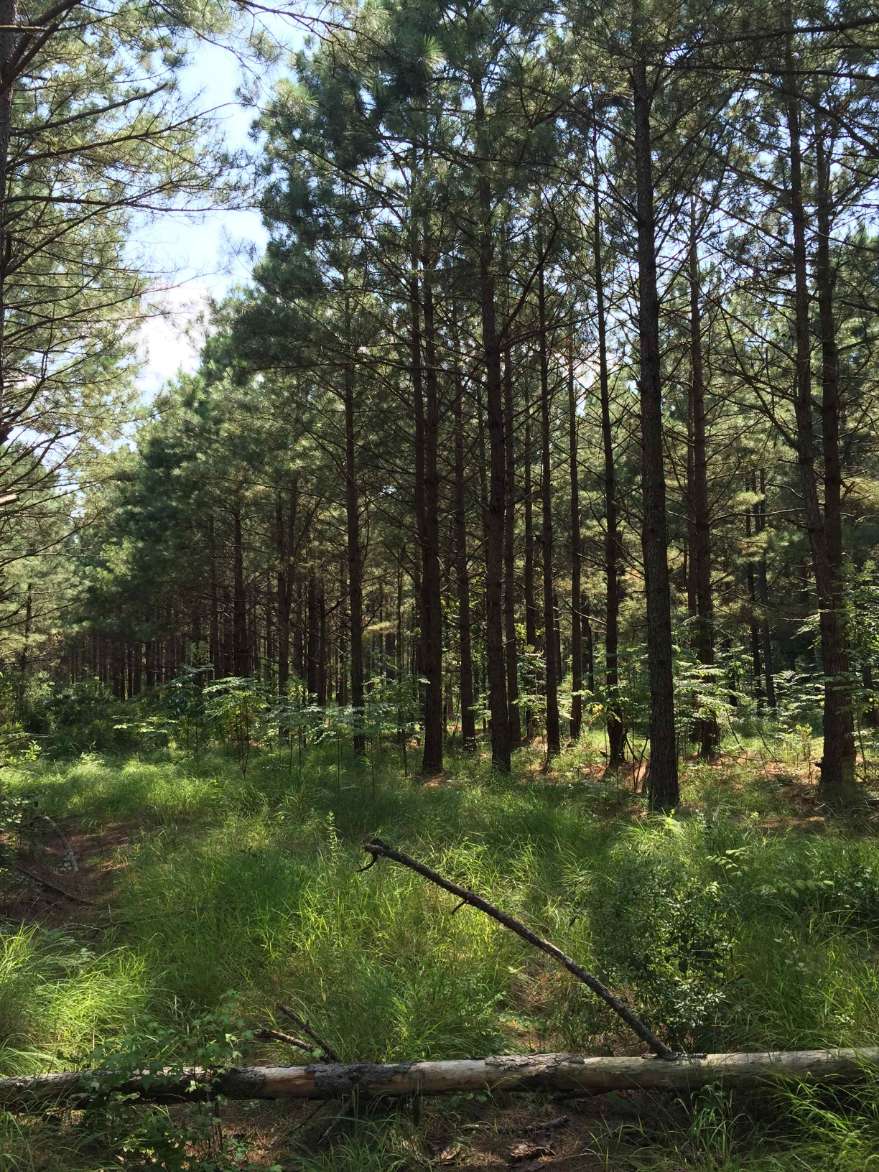 Advance Land and Timber Land for sale property_imgs/photo2~4.jpg