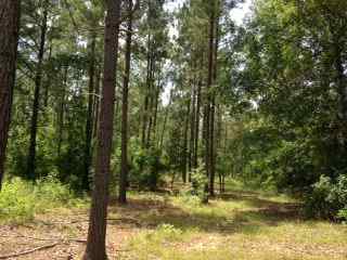 Advance Land and Timber Land for sale property_imgs/photo7~2.jpg