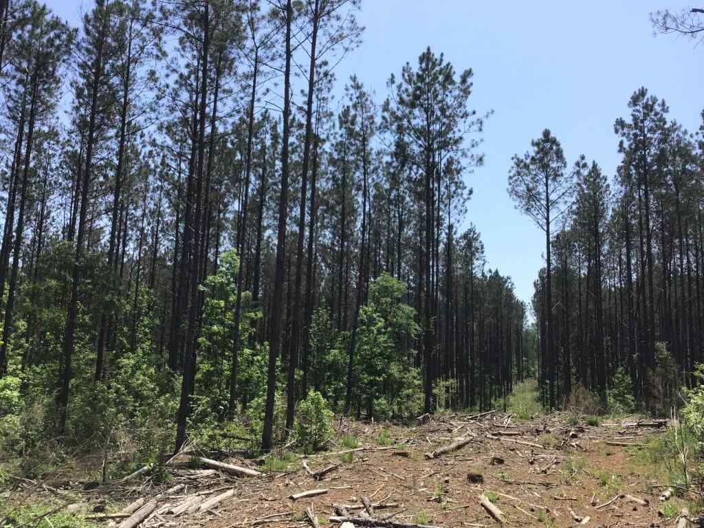 Advance Land and Timber Land for sale property_imgs/sr1132.jpg
