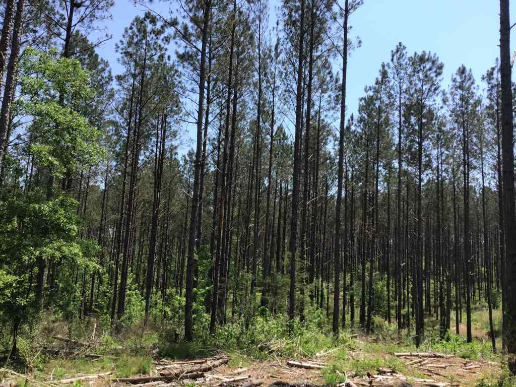 Advance Land and Timber Land for sale property_imgs/sr1135.jpg