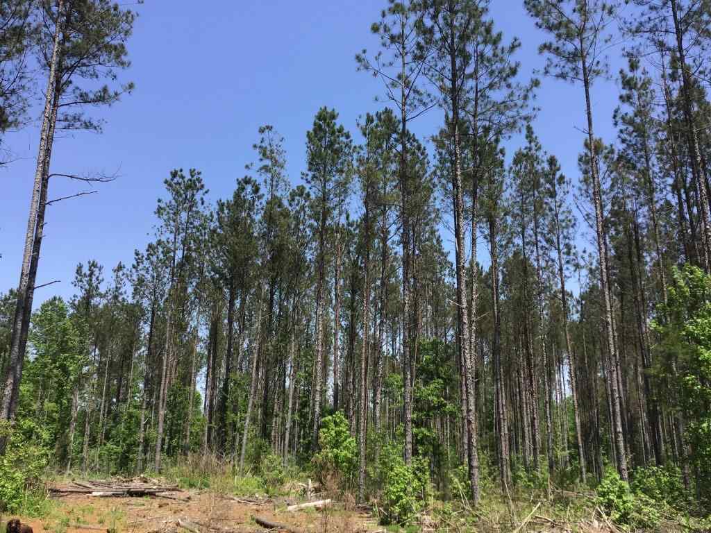 Advance Land and Timber Land for sale property_imgs/sr1136.jpg