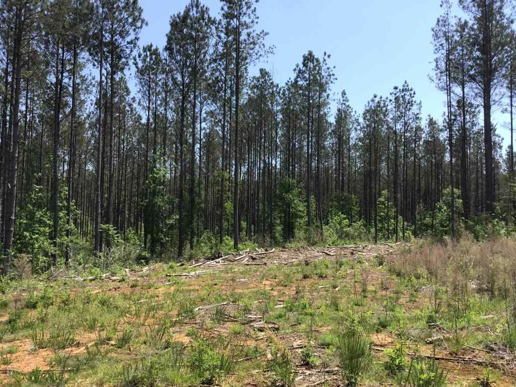 Advance Land and Timber Land for sale property_imgs/sr1137.jpg