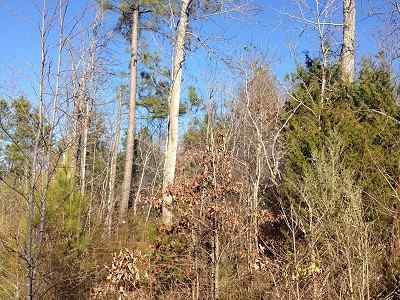 Advance Land and Timber Land for sale property_imgs/weast39_4.jpg